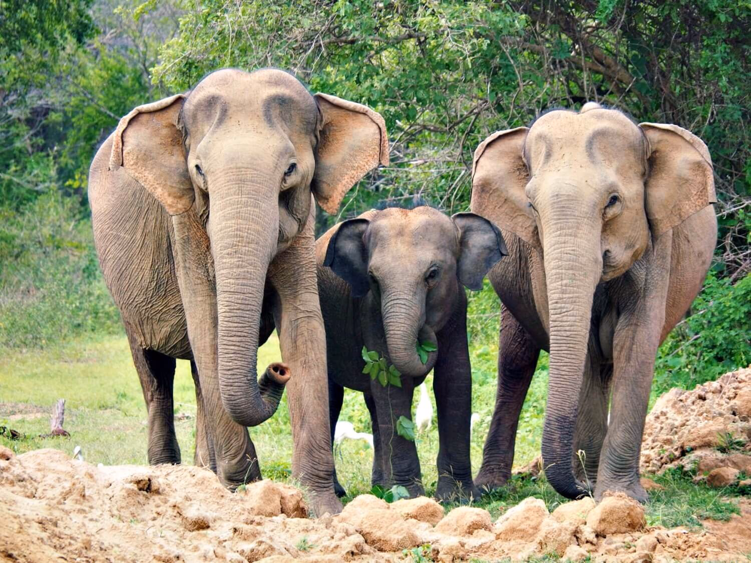 Three elephants walking through brush