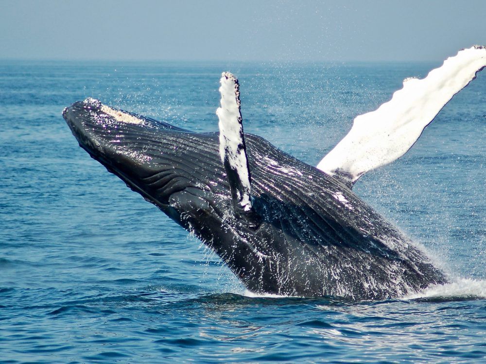 A humpback whale breaching out of water