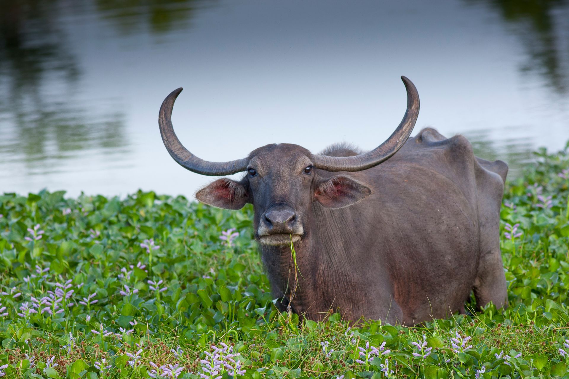 Wasgamuwa National Park