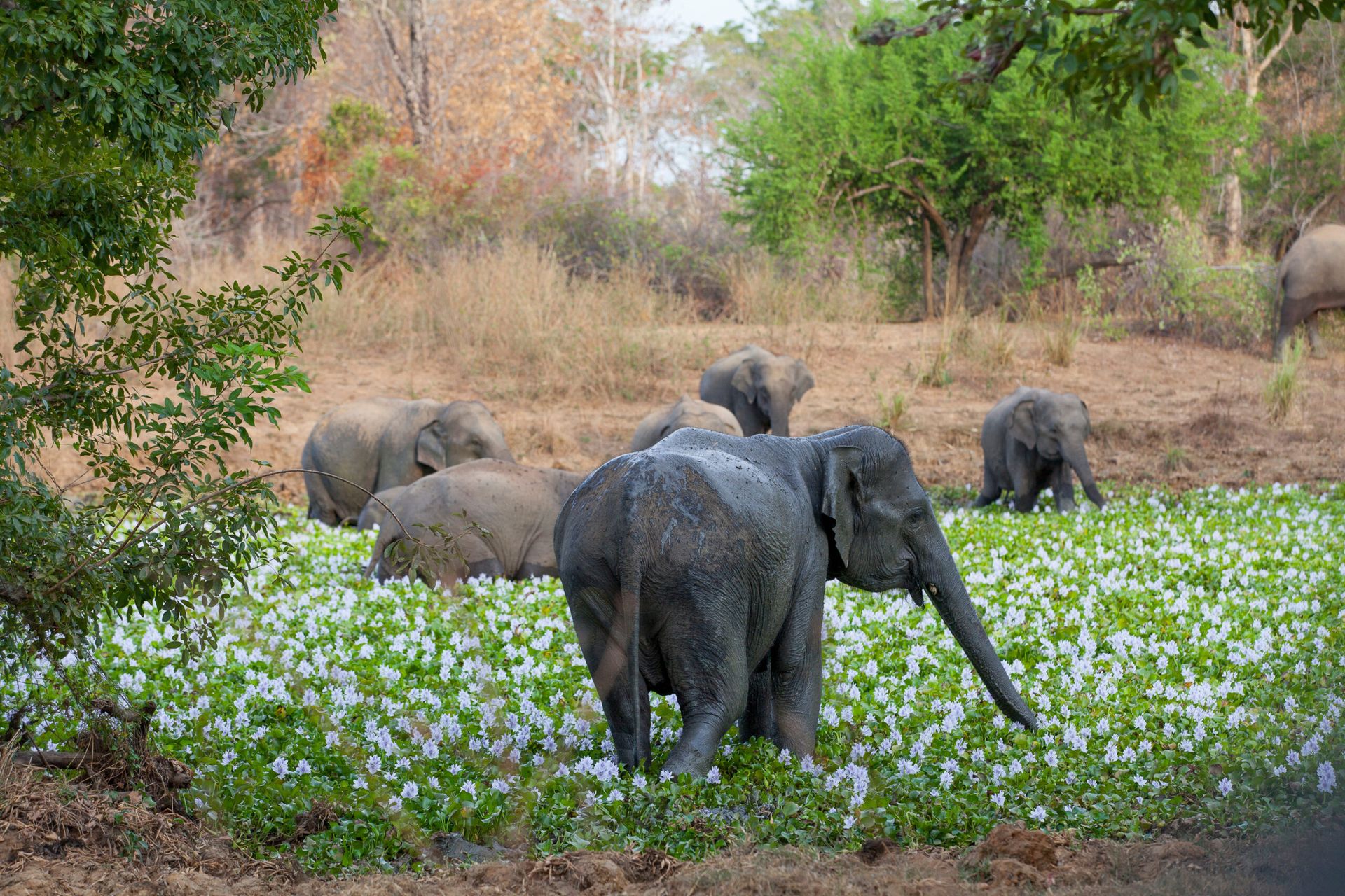 herds of elephants